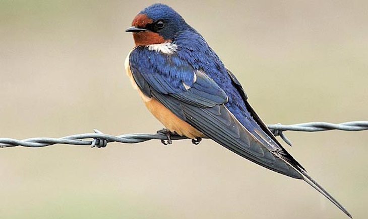 SEO/BirdLife recupera una golondrina viva a más de 8.000 kilómetros de distancia de donde fue anillada