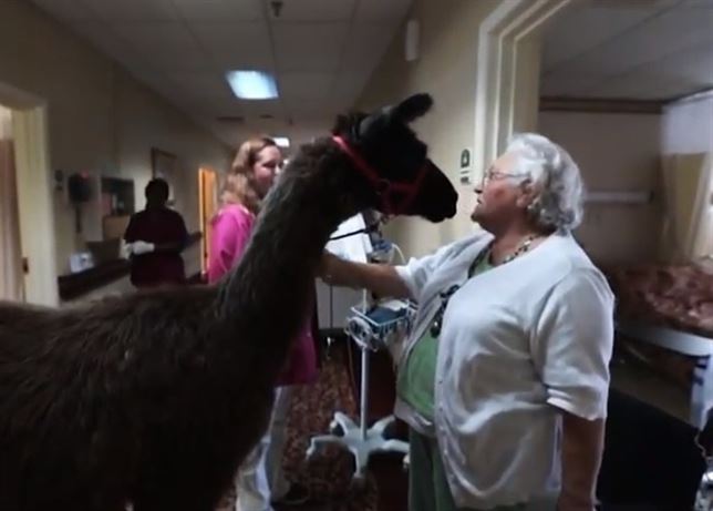 Una ‘llama’ visita a los ancianos (Vea VIDEO)
