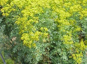 Bacteria producing sweet-smelling compound for greener fuels