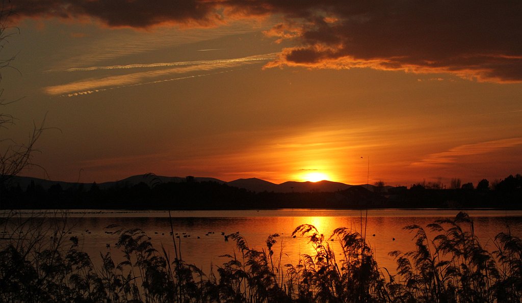 Liberan un águila ratonera en la Reserva Natural Laguna de la Sal