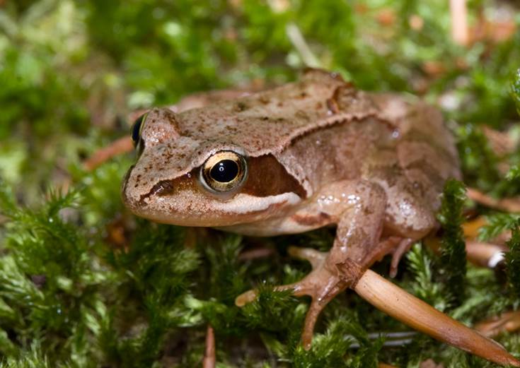La rana pirenaica ‘entre las cuerdas’