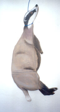 Denuncian la colocación de veneno y muerte de animales amenazados en la Sierra Sur y en la Campiña sevillana