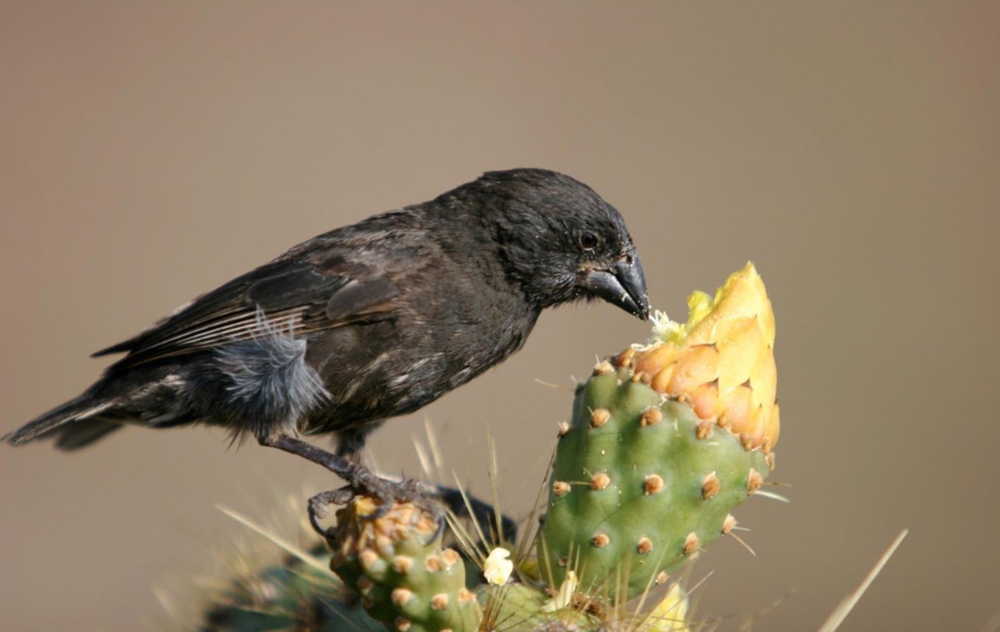 Ecuador: Observan por primera vez directamente cómo una especie se transforma en otra nueva