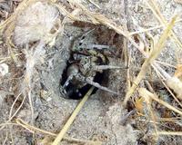 Las arañas sufren el impacto del ser humano