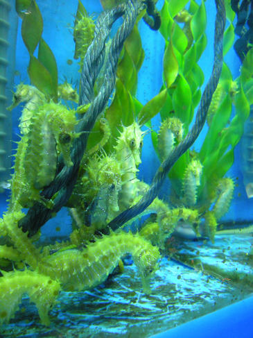 El 80% en caballitos de mar europeos criados en cautividad sobreviven