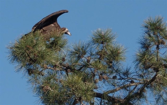 Liberan un buitre negro recuperado en el CREA de Marismas del Odiel