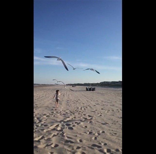 Unas gaviotas ‘la toman’ con un niño (Ver VIDEO)
