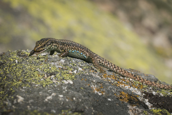 Las señales sexuales de los lagartos machos cambian con la dieta