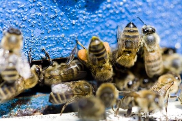 Réquiem por las abejas ¡No! ¡Aún podemos cambiar la partitura!