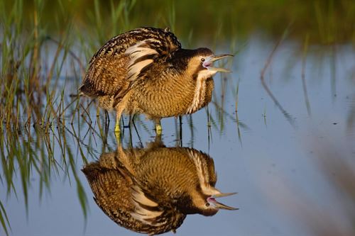 Las aves ‘termómetro’ del cambio climático