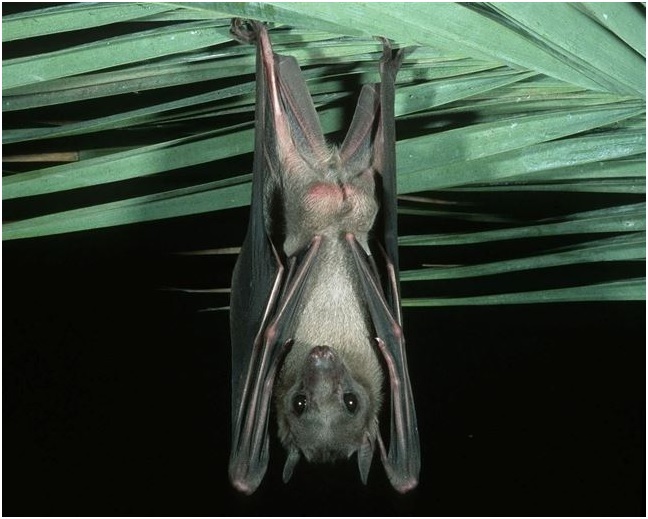 Erradicado el murciélago egipcio