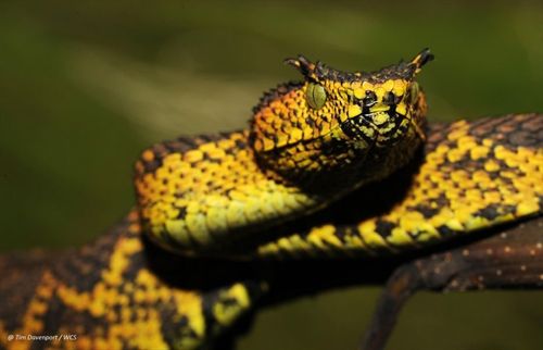 Descubren en Tanzania una nueva serpiente venenosa con cuernos sobre los ojos y de color negra y amarilla