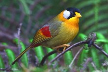 El Centro de Estudios de las Marismas expone las 30 mejores fotografías del concurso FotoAves 2011