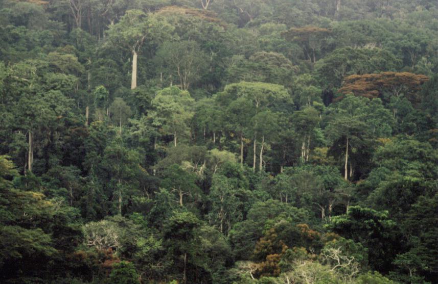 El cambio climático no causó la desaparición de selvas tropicales en África