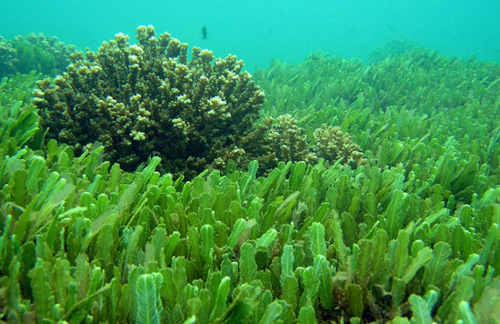 El cambio climático hace más tóxicas las algas en agua dulce