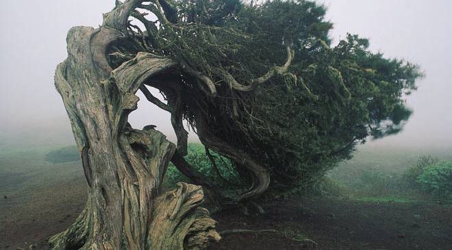 Reserva de la Biosfera de El Hierro ‘protagonista’ en la Web de la UNESCO