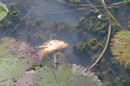 Andalucía. Capturan ejemplares de peces amenazados para su cría en cautividad
