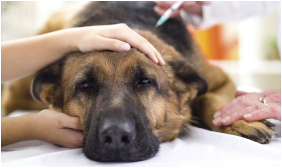 Perros en Madrid: hacia el ‘sacrificio cero’ en las perreras