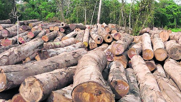 Áreas verdes amenazadas por la tala de árboles