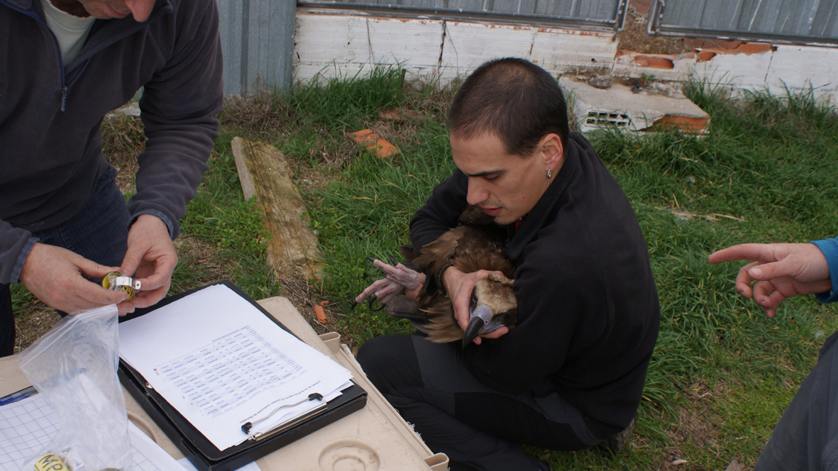 Diez buitres negros llegan a Pirineos para su reintroducción