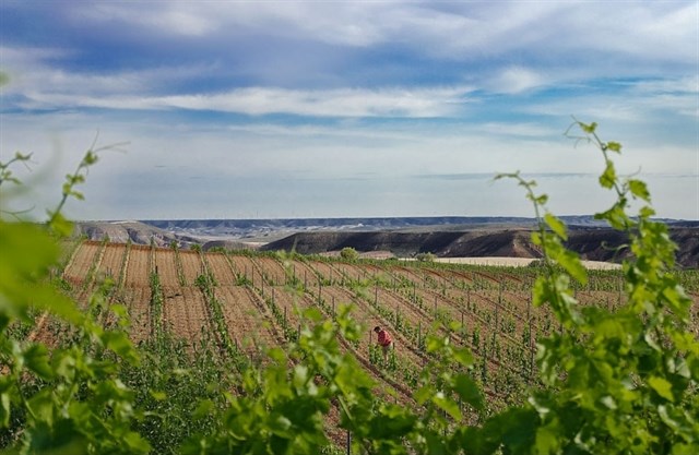 Aragón contará con 71 nuevas hectáreas de viñedo