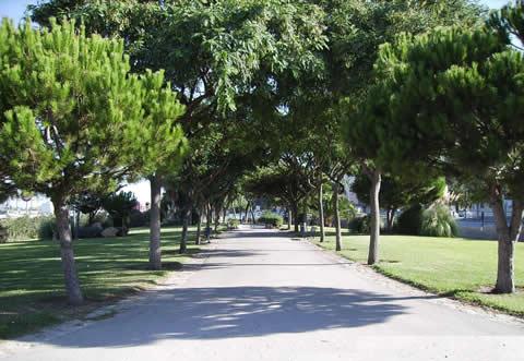 Un proyecto de la Junta aumentará hasta en un 36% la absorción de CO2 de los espacios verdes urbanos