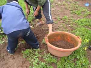 Promueven huertos comunales