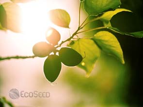 Artificial photosynthesis: Mimicking nature for a greener future