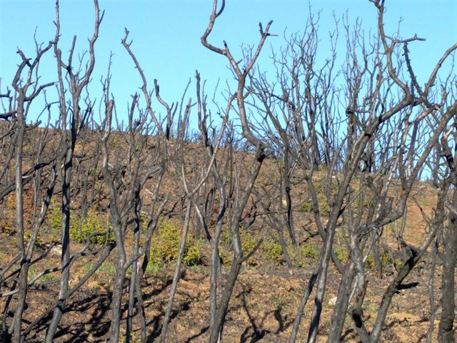 Recuperan los daños del incendio de la zona norte de Tafalla