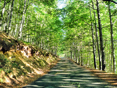 Los bosques riojanos absorben el 31% de las emisiones de CO2 producidas en la región