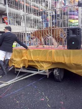 Uso de animales salvajes en la cabalgata de Carnaval de Cádiz
