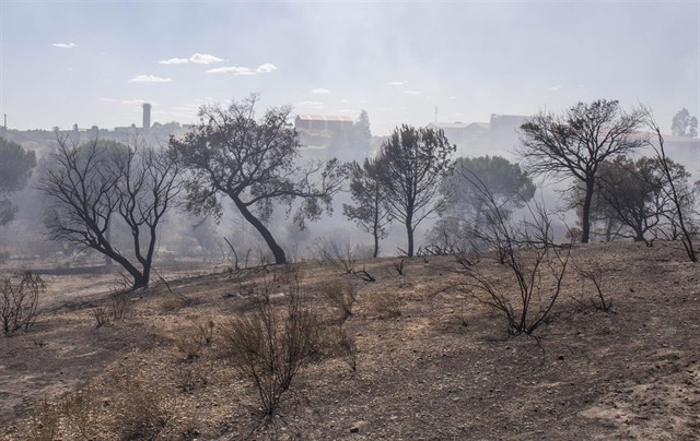 WWF reclama una reunión a la Junta para valorar en detalle las actuaciones tras el incendio de Doñana