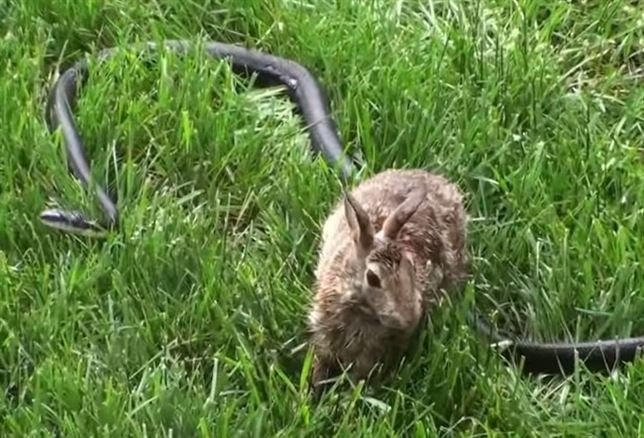 Lucha ‘fratricida’ de una mamá conejo con una serpiente (Ver VIDEO)