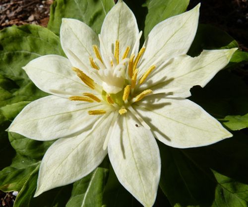Una planta bate el record del genoma más grande