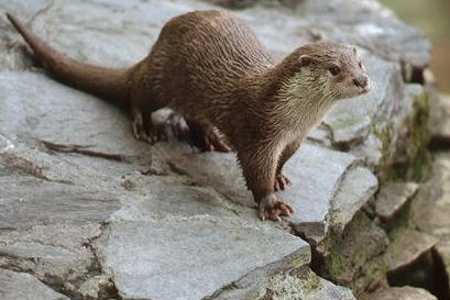 Murcia. Plan de Recuperación de la Nutria