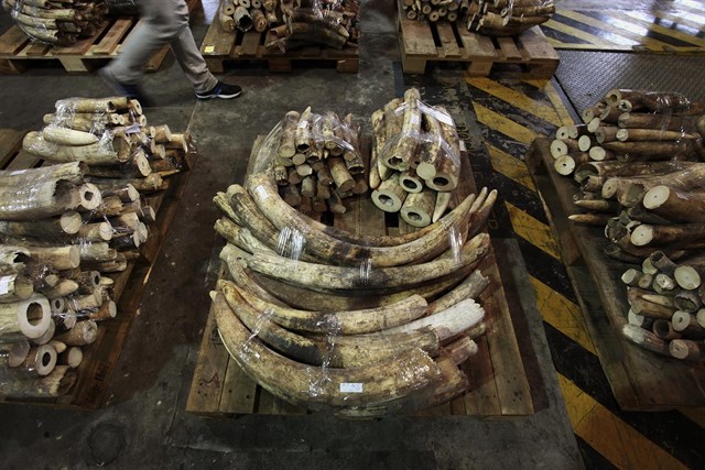 Botsuana NO legalizará el comercio de marfil