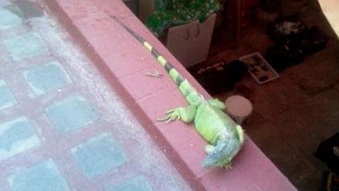 Capturan en Sevilla una iguana de casi dos metros de largo