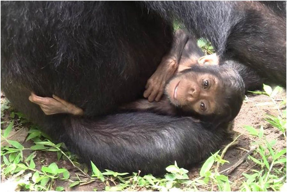 Confirman que una madre chimpancé se hizo cargo de su hija discapacitada hasta su muerte