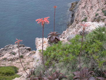 CSIC. Las plantas invasoras capturaran una mayor cantidad de carbono