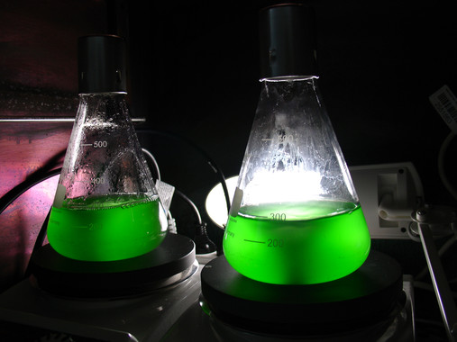 Bacterias marinas ‘low cost’