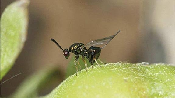 Suelta experimental del depredador Torymus sinensis para combatir la avispilla del castaño
