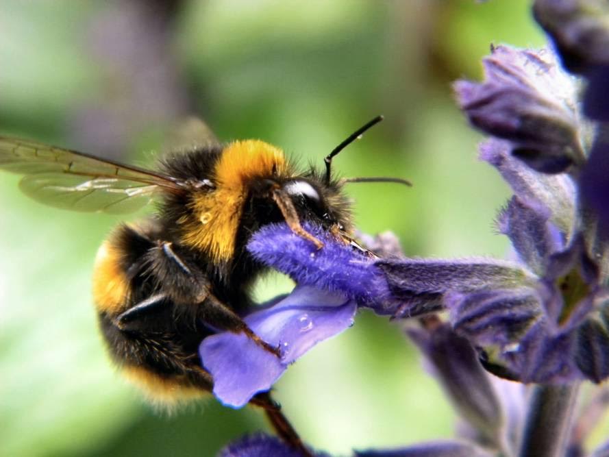 El incremento de los niveles de ozono hace perder el sex appeal de las flores