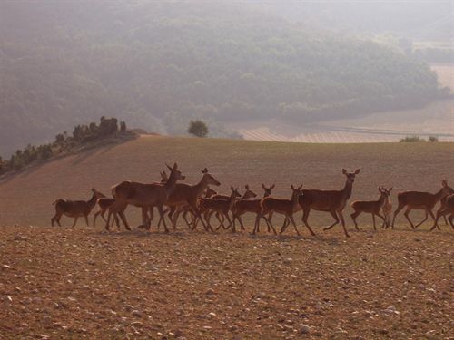 El cambio climático y los ciervos cantábricos