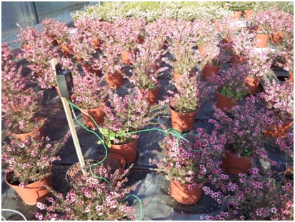 Desarrollan un nuevo sistema de tratamiento  de lixiviados generados en viveros