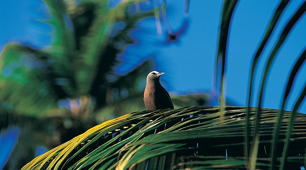 Los humanos causaron un masivo exterminio de aves al poblar el Pacífico