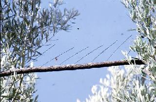 Juzgan al ex director de Medio Ambiente de las Terres de lEbre por condonar multas de caza furtiva