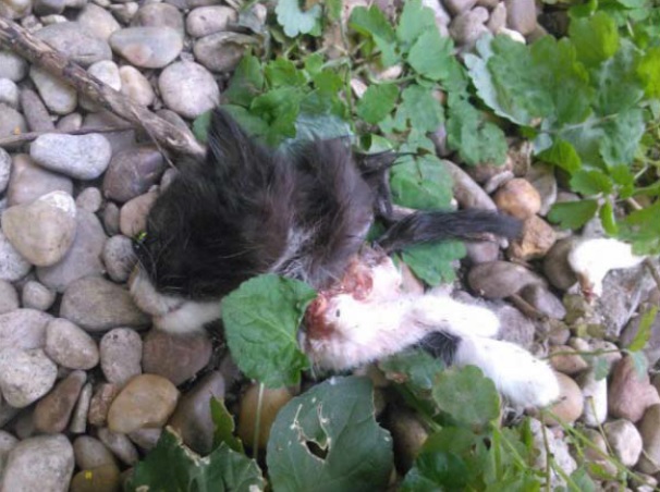 Encontrados descuartizados cuatro cachorros de gato en el Hospital la paz