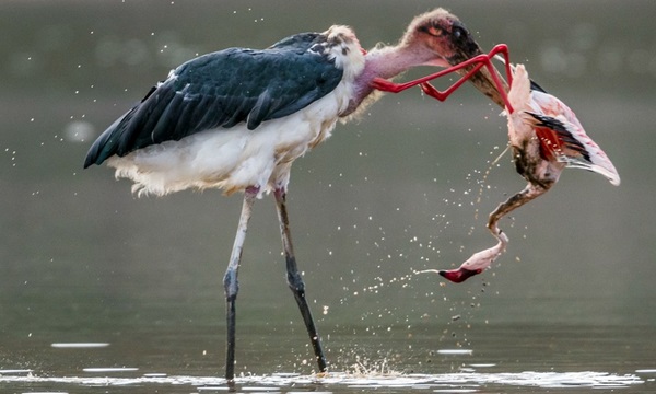 Localizan un marabú africano en el parque de Cabo de Gata
