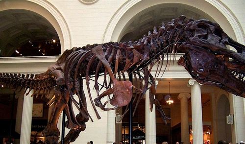 El T. Rex era más grande y voraz de lo que se pensaba
