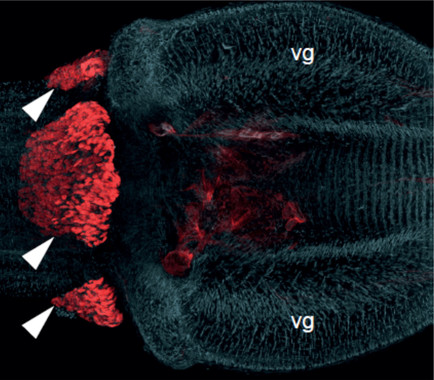 Secuencian el ADN del veneno que producen algunos gusanos marinos